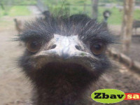 australske_emu_emu_hnedy_8xtfj.jpg